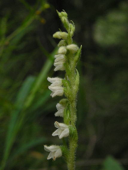 smrečinovec plazivý Goodyera repens (L.) R. Br.