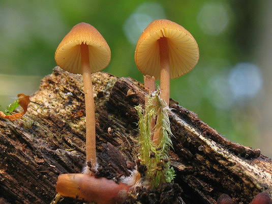 prilbička žltohlúbiková Mycena renati Quél.