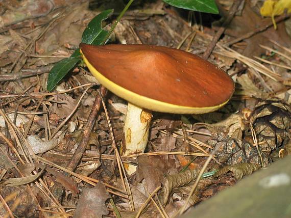 masliak smrekovcový Suillus grevillei (Klotzsch) Singer