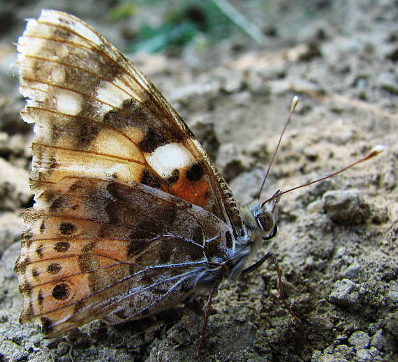 babôčka bodliaková Vanessa cardui