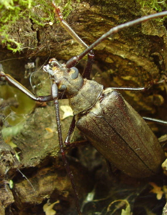 fuzáč drsnotykadlový Aegosoma(Megopis) scabricornis