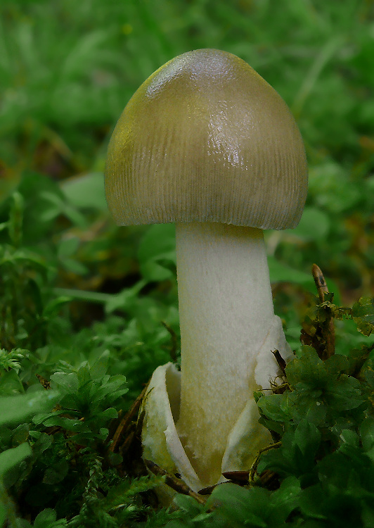 muchotrávka pošvatá Amanita vaginata (Bull.) Lam.