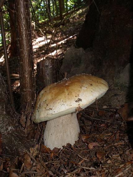 hríb smrekový Boletus edulis Bull.