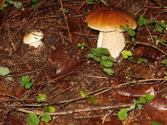 hríb smrekový Boletus edulis Bull.