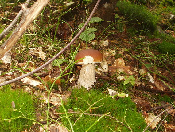 hríb smrekový Boletus edulis Bull.