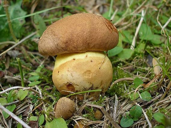 hríb horský Butyriboletus subappendiculatus (Dermek, Lazebn. & J. Veselský) D. Arora & J.L. Frank