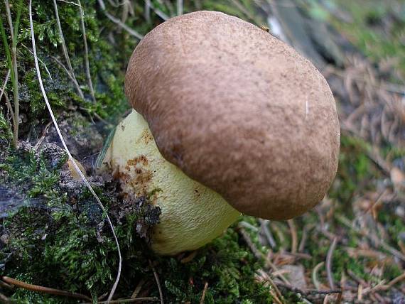 hríb horský Butyriboletus subappendiculatus (Dermek, Lazebn. & J. Veselský) D. Arora & J.L. Frank