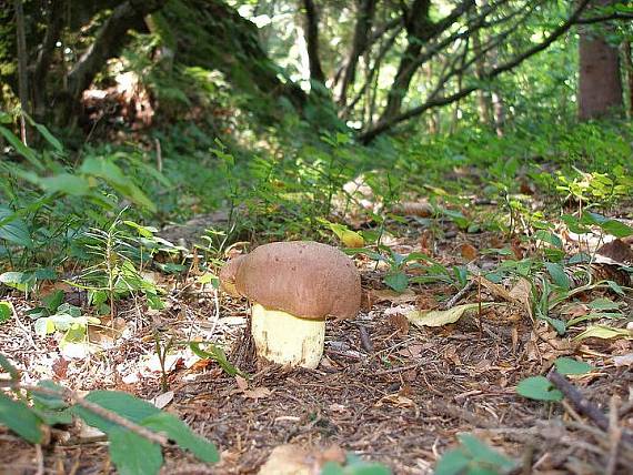 hríb horský Butyriboletus subappendiculatus (Dermek, Lazebn. & J. Veselský) D. Arora & J.L. Frank