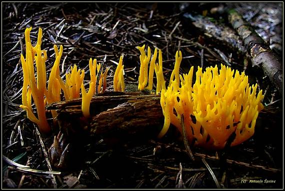 krásnorůžek rohovitý Calocera cornea (Fr.) Loud.