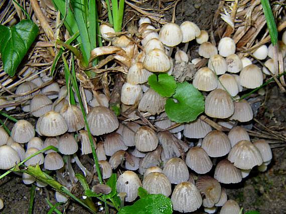 hnojník rozsiaty Coprinellus disseminatus (Pers.) J.E. Lange