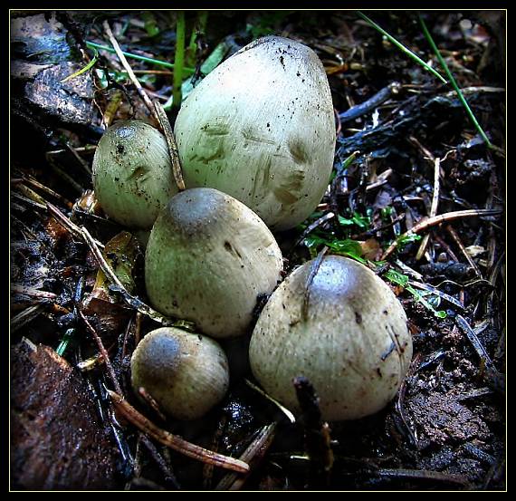 hnojník Coprinus sp.