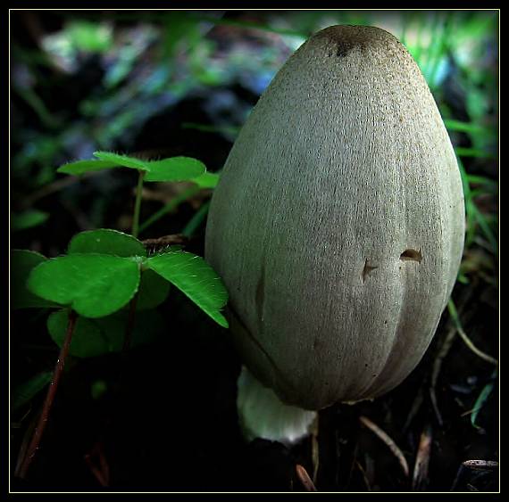 hnojník Coprinus sp.