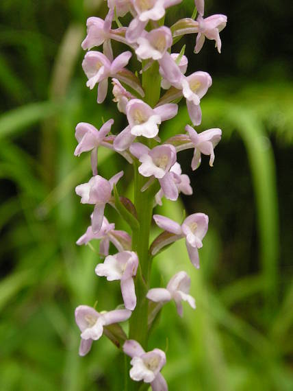 päťprstnica voňavá Gymnadenia odoratissima (L.) Rich.