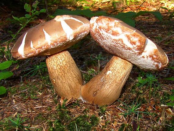 podhríb žlčový Tylopilus felleus (Bull.) P. Karst.