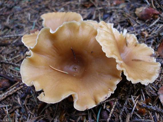 strmuľka lievikovitá Clitocybe infundibuli formis