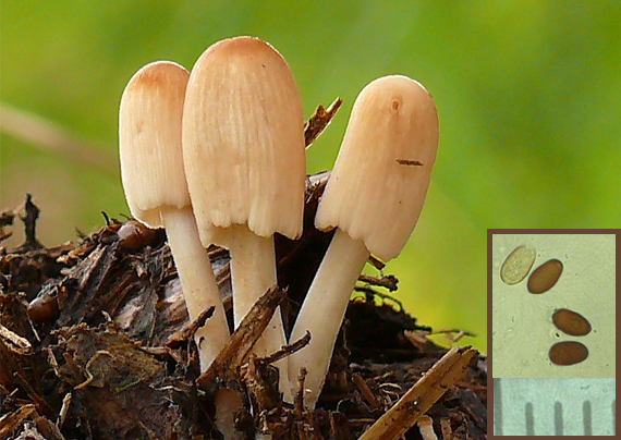 hnojník Coprinus sp.