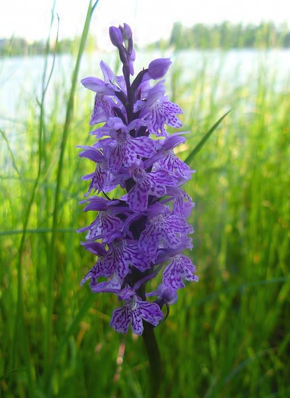 vstavačovec fuchsov pravý Dactylorhiza fuchsii subsp. fuchsii (Druce) Soó