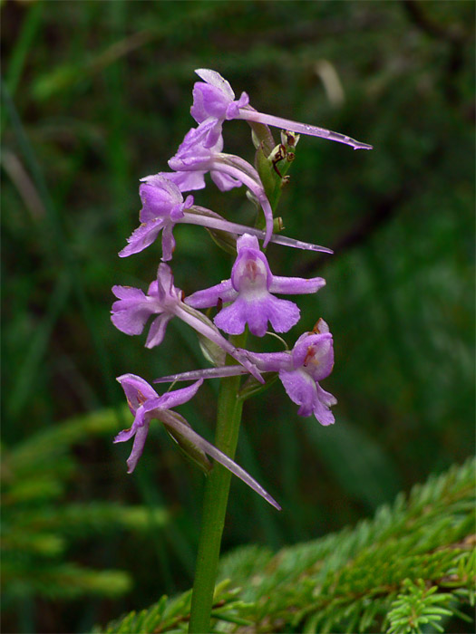 päťprstnica obyčajná Gymnadenia conopsea (L.) R. Br.