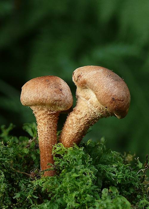 šupinačka menlivá Kuehneromyces mutabilis (Schaeff.) Singer & A.H. Sm.