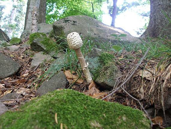 bedľa vysoká Macrolepiota procera (Scop.) Singer