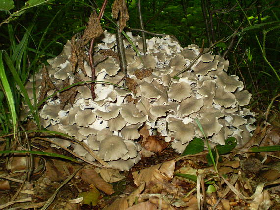 choroš oříš , Trúdnik klobúčkatý Polyporus umbellatus (Pers.) Fr.