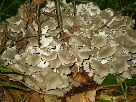 choroš oříš , Trúdnik klobúčkatý Polyporus umbellatus (Pers.) Fr.