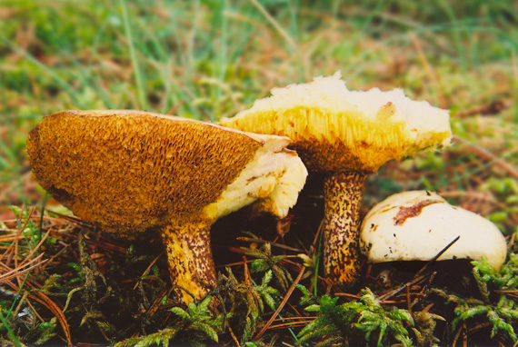 masliak biely/klouzek bílý Suillus placidus (Bonord.) Singer