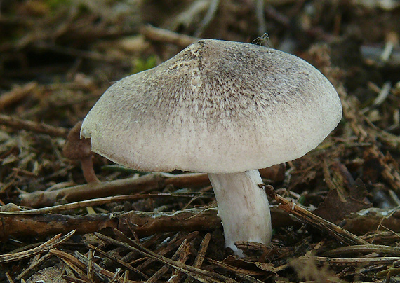 čírovka Tricholoma sp.