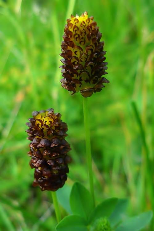 ďatelina gaštanovohnedá Trifolium spadiceum L.