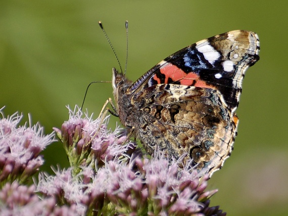 babôčka admirálska Vanessa atalanta