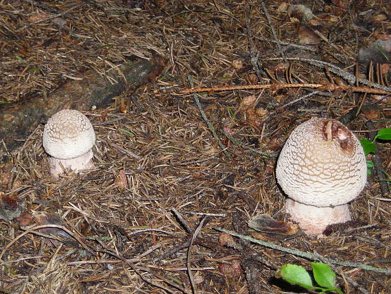 muchotrávka hrubá Amanita excelsa (Fr.) Bertill.