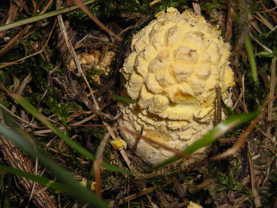 muchotrávka Amanita sp.