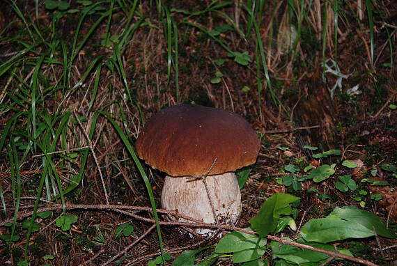 hríb smrekový Boletus edulis Bull.