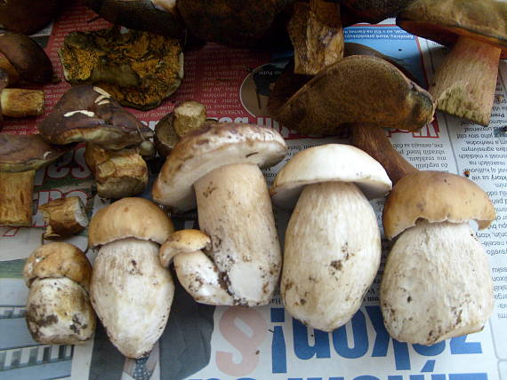 hríb smrekový Boletus edulis