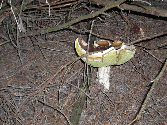 hríb smrekový Boletus edulis Bull.