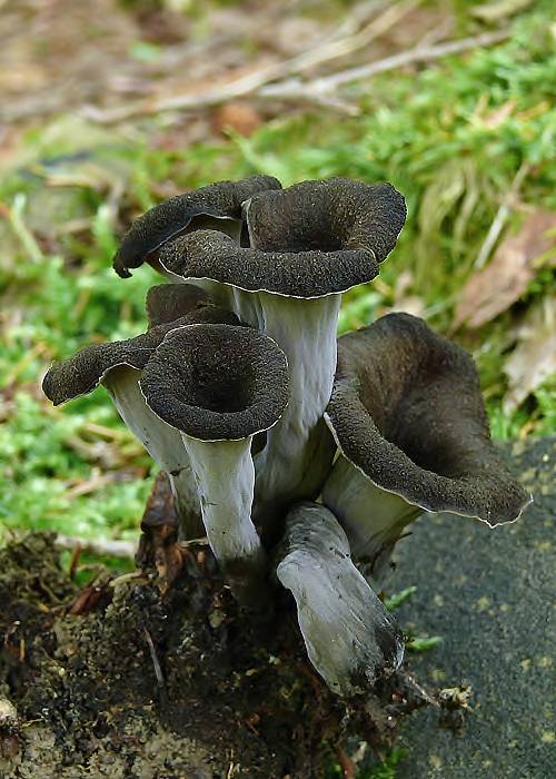 lievik trúbkovitý Craterellus cornucopioides (L.) Pers.