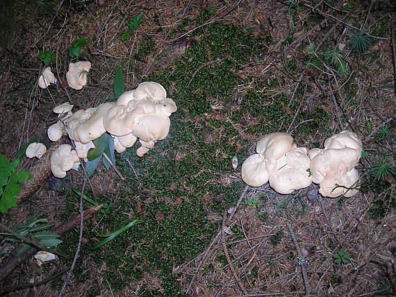 jelenka poprehýbaná Hydnum repandum L.