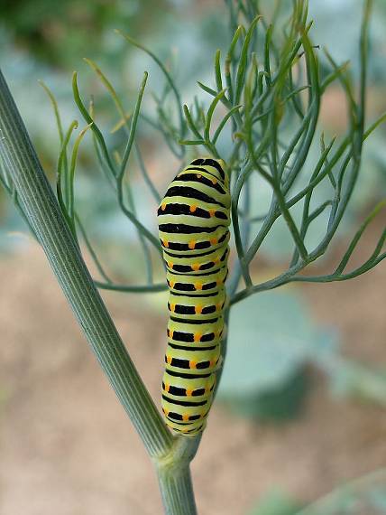 vidlochvost ovocný Iphiclides podalirius