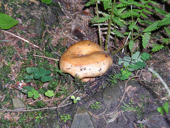 rýdzik pravý Lactarius deliciosus (L.) Gray