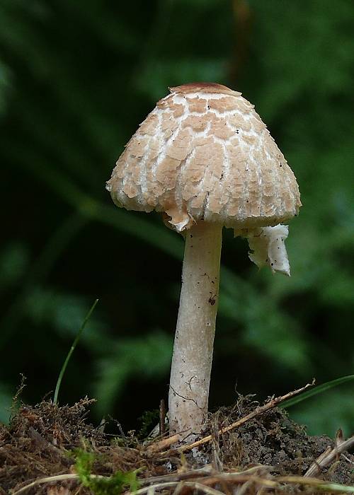 bedlička páchnuca Lepiota cristata Barla