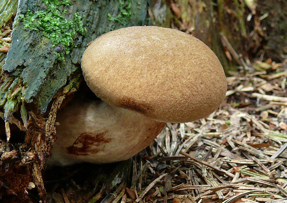 čechračka podvinutá Paxillus involutus (Batsch) Fr.