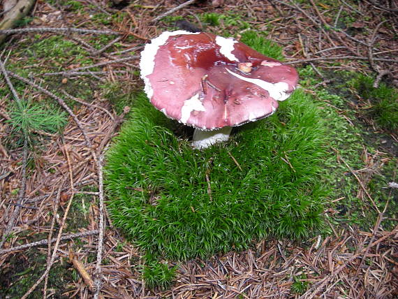 plávka Russula sp.