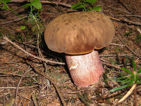 hríb zrnitohlúbikový Sutorius luridiformis (Rostk.) G. Wu & Zhu L. Yang