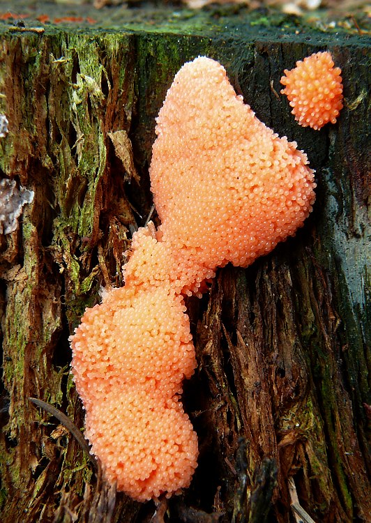 zlepníček jahodovitý Tubifera ferruginosa (Batsch) J.F. Gmel.