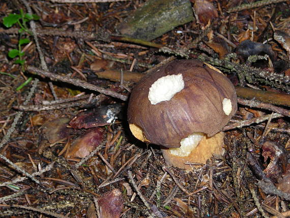 suchohríb Xerocomus sp.