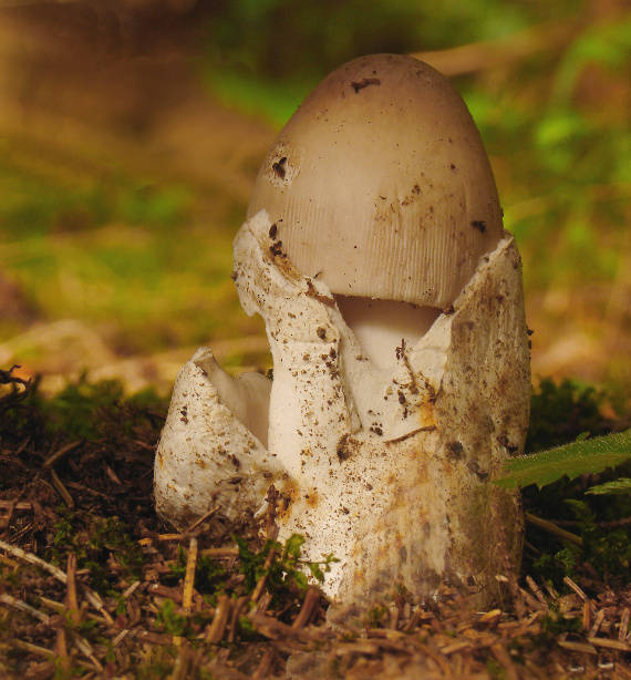 muchotrávka Amanita sp.