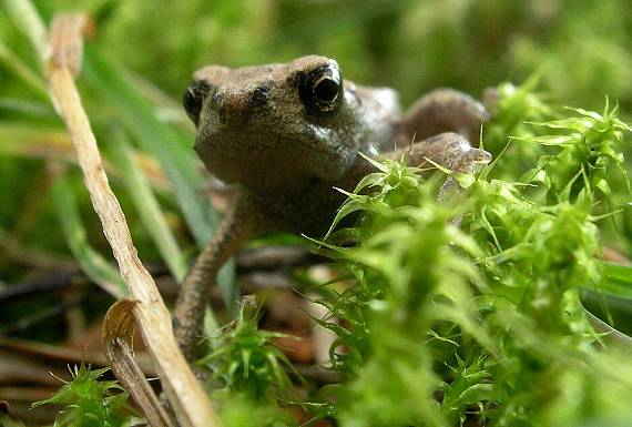 ropucha bradavičnatá Bufo bufo