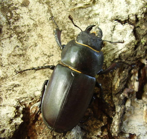 roháč veľký Lucanus cervus