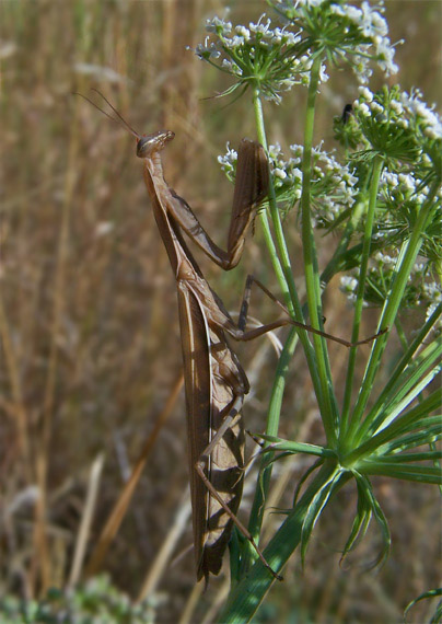 modlivka zelená Mantis religiosa