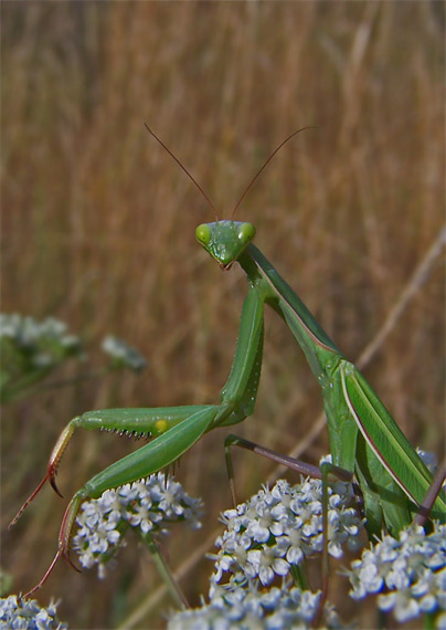 modlivka zelená Mantis religiosa